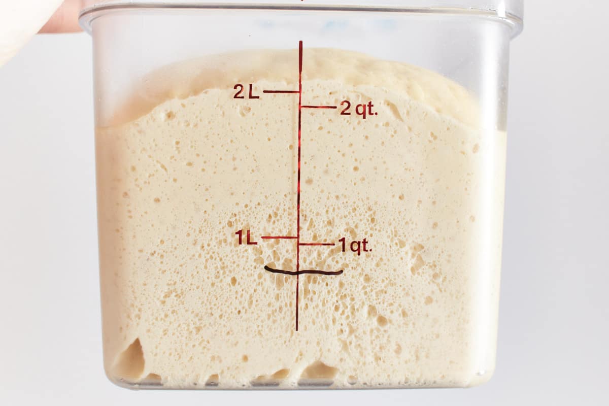 Risen yeast dough in a dough container