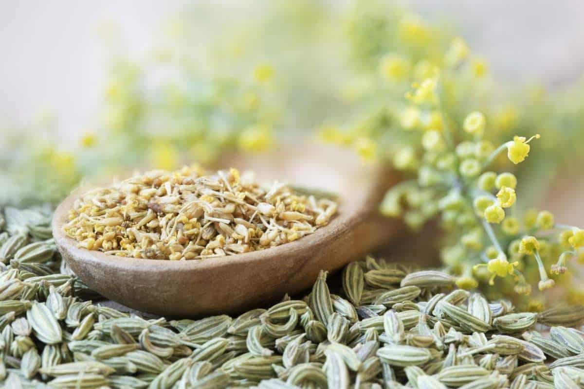  fennel seeds