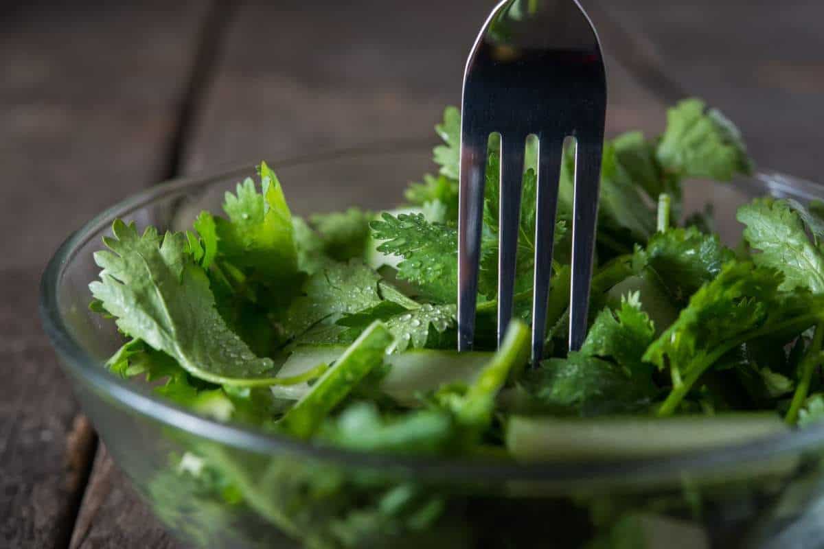 fresh cilantro salad