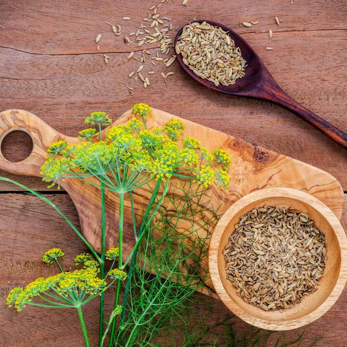 fennel seed substitutes