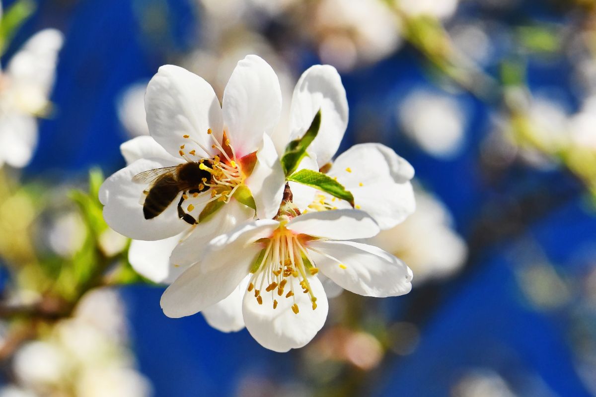 where does manuka honey come from