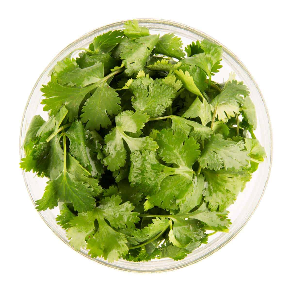 best cilantro substitutes