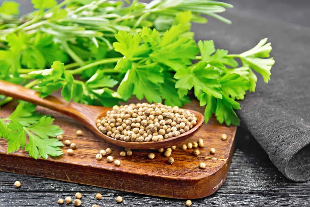 coriander seeds in a spoon