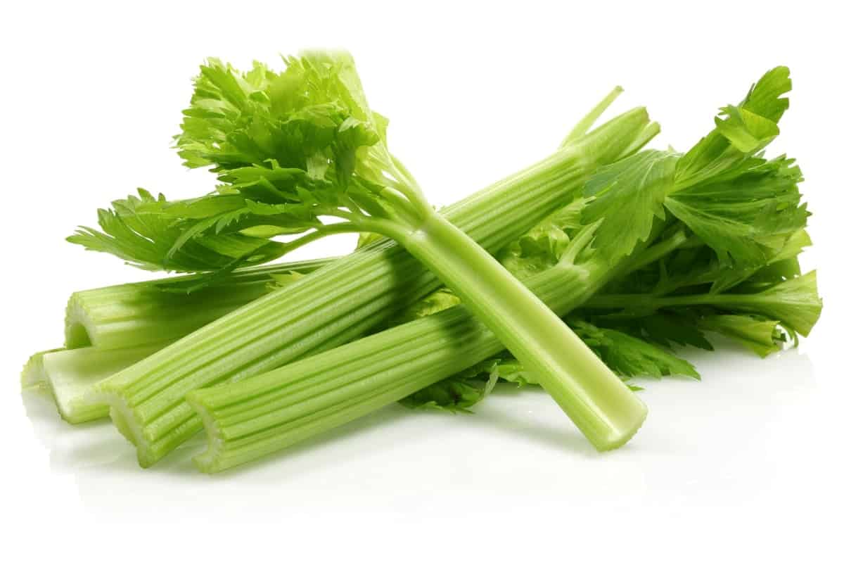 fresh celery leaves