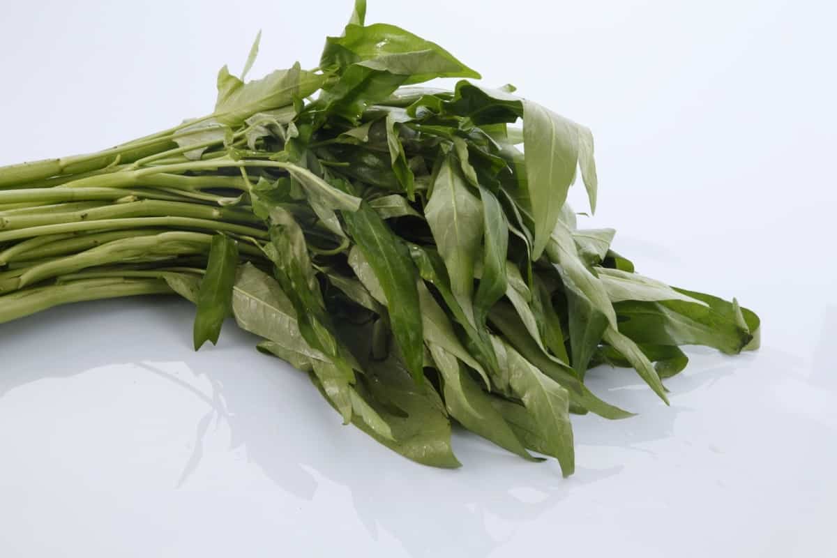 water spinach, kangkong