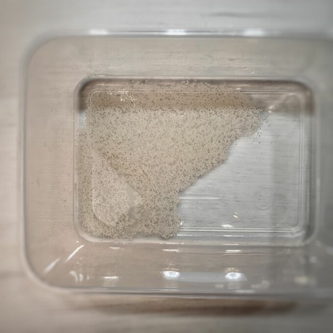 water, sugar and yeast in a plastic container