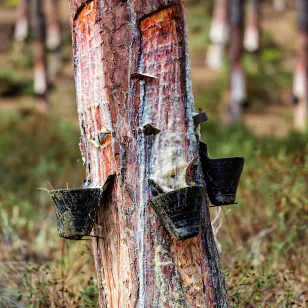 small buckets gather the pine gum that came from the cuts