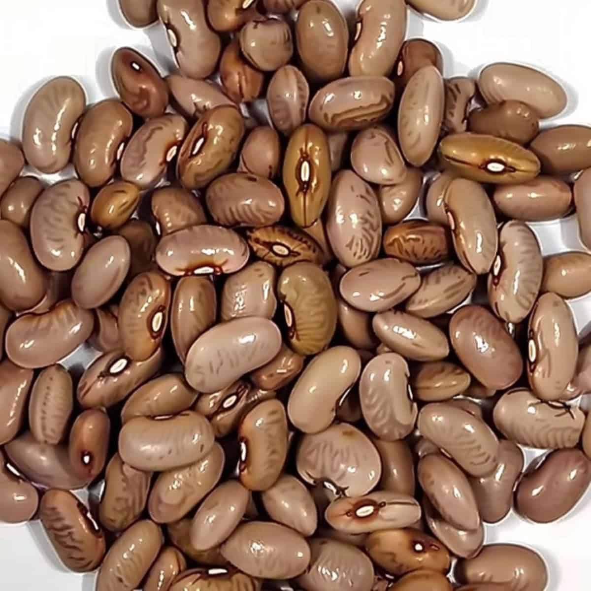 kentucky wonder beans