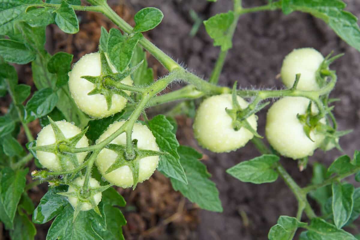 green tomatoes