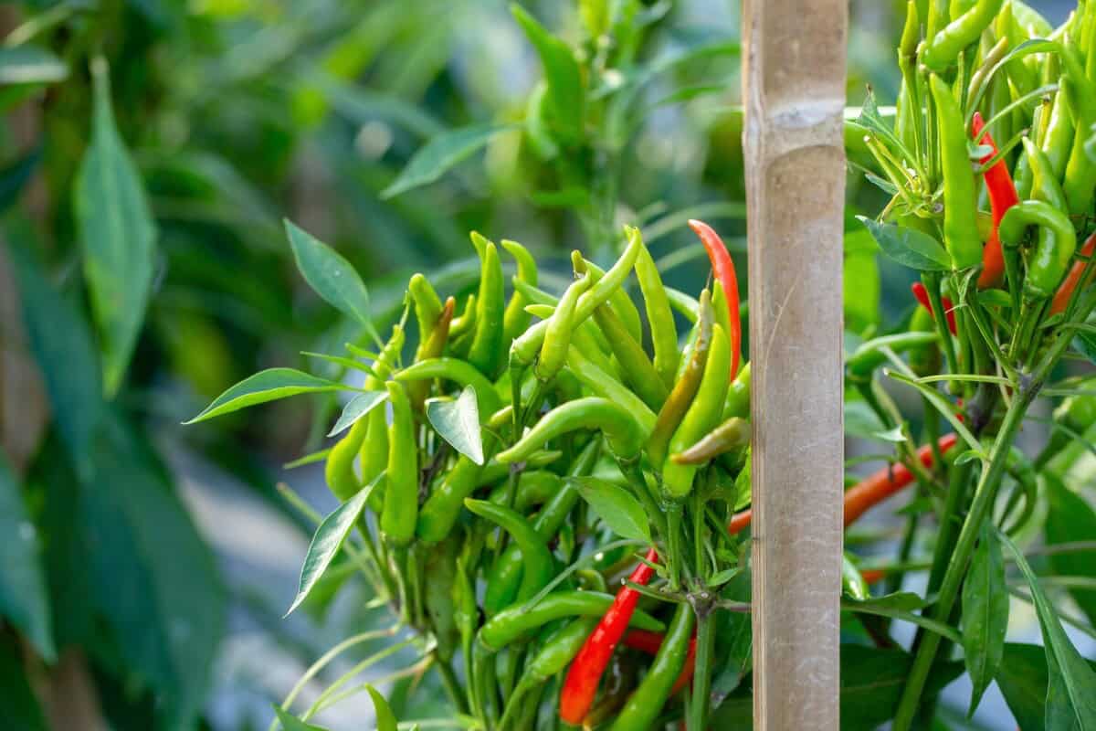 ripe red and green chilli