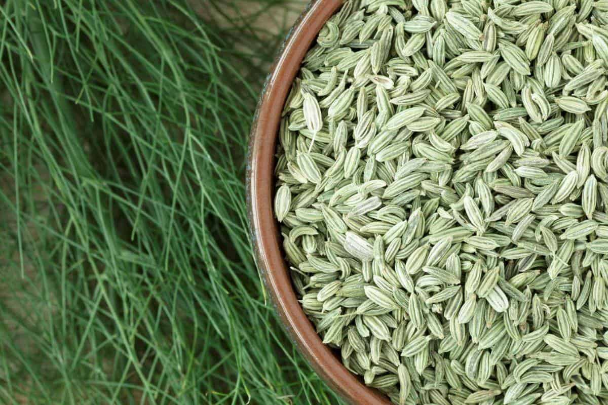 fennel seeds