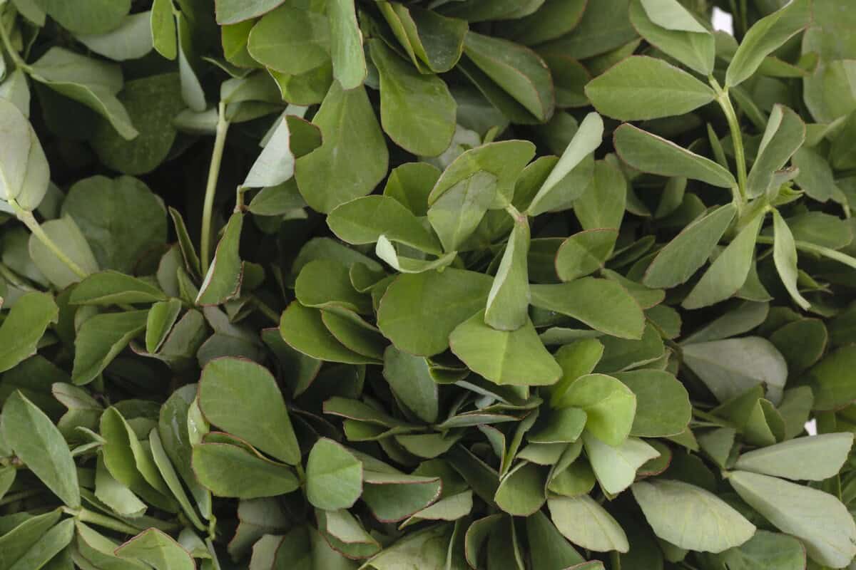 fresh fenugreek leaves