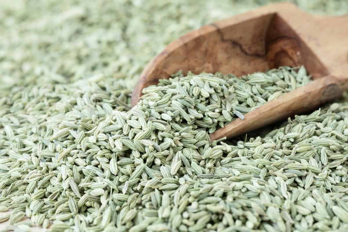 fenugreek seeds
