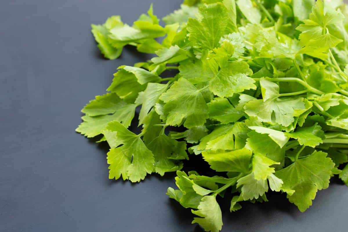 celery leaves