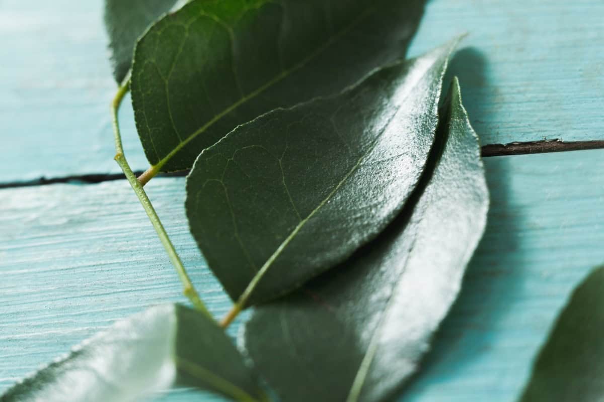 curry leaves