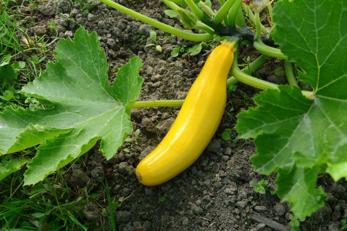 yellow squash