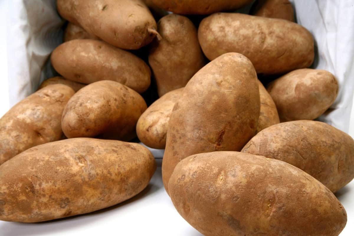 russet potatoes