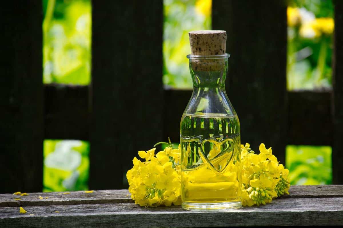 canola oil